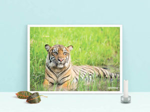 poster tigre
