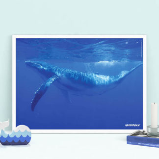 poster megattera balena